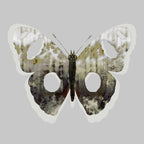 Painted Butterfly II Wall Art Print