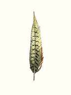 Painted Feather A Wall Art Print 