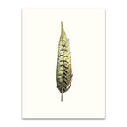 Painted Feather A Wall Art Print 