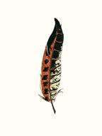 Painted Feather C Wall Art Print