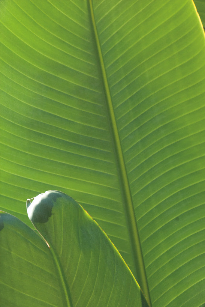 Palm Detail III Wall Art Print 