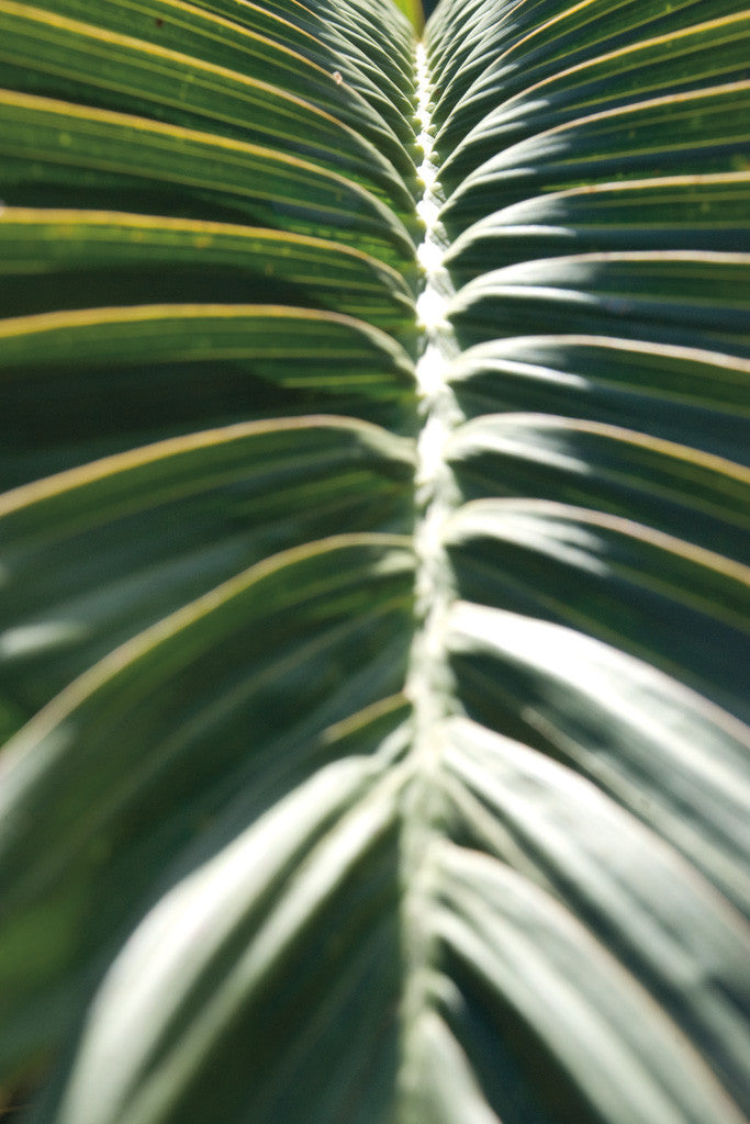 Palm Detail II Wall Art Print