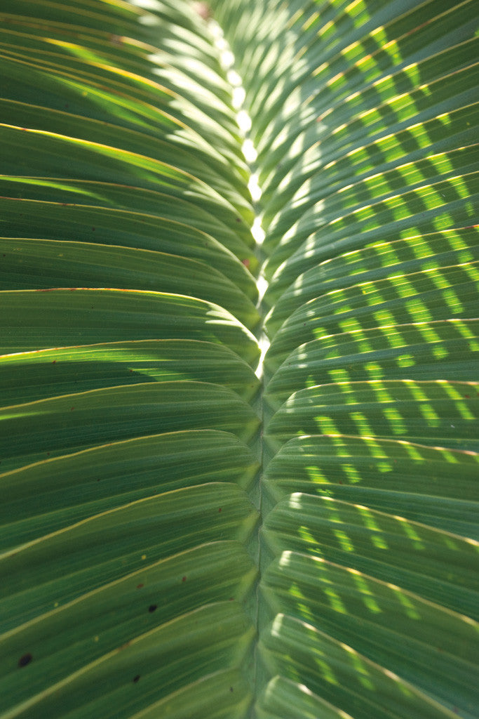 Palm Detail I Wall Art Print