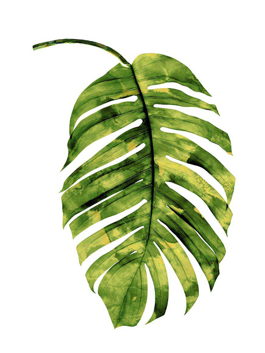 Palm II Wall Art Print