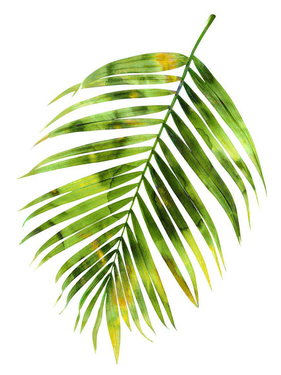 Palm I Wall Art Print
