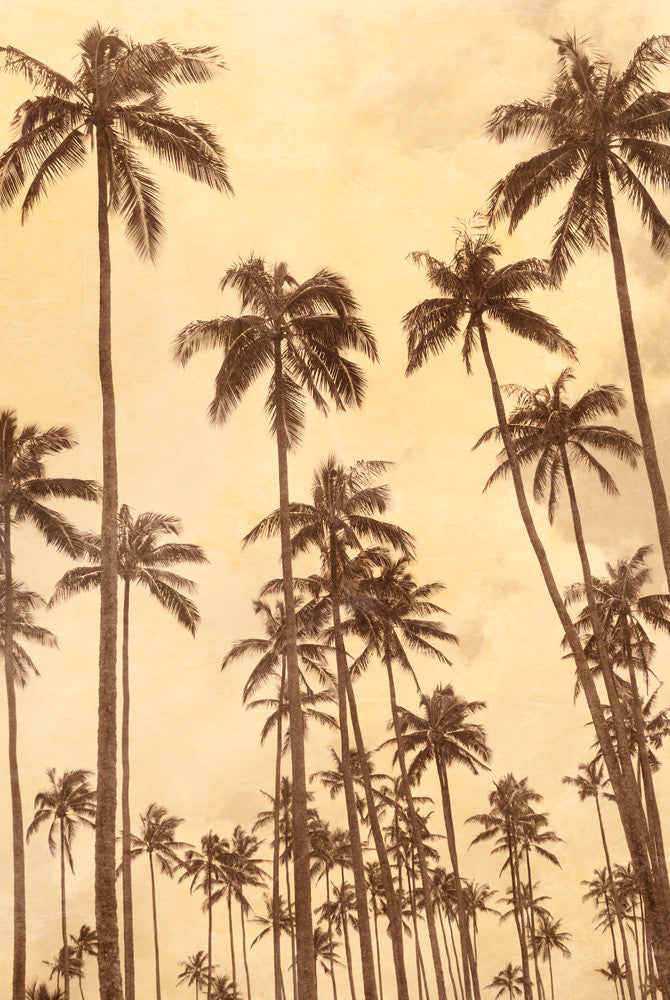 Palm Vista VI Wall Art Print