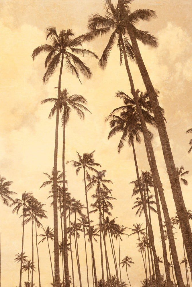 Palm Vista V Wall Art Print