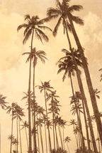 Palm Vista V Wall Art Print