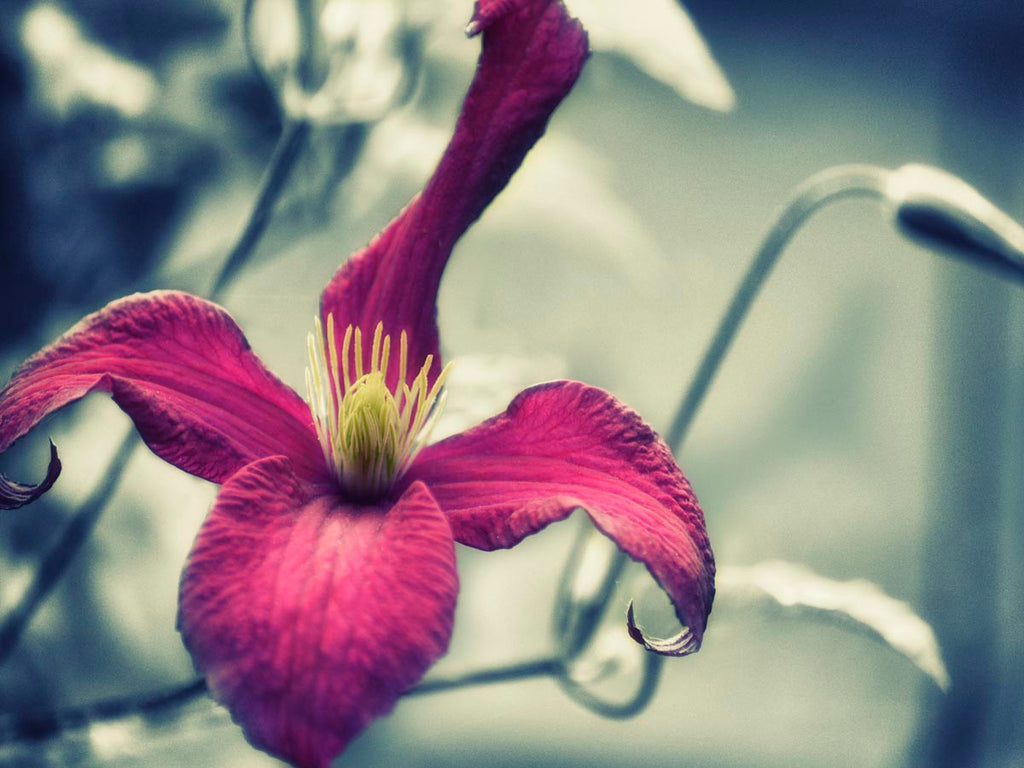Pink Clematis Wall Art Print