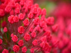 Pink Flower Wall Art Print