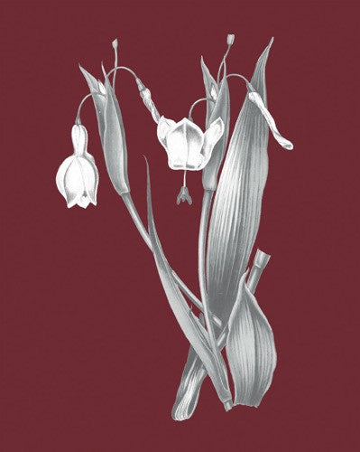 Pomegranate Botanical II Wall Art Print