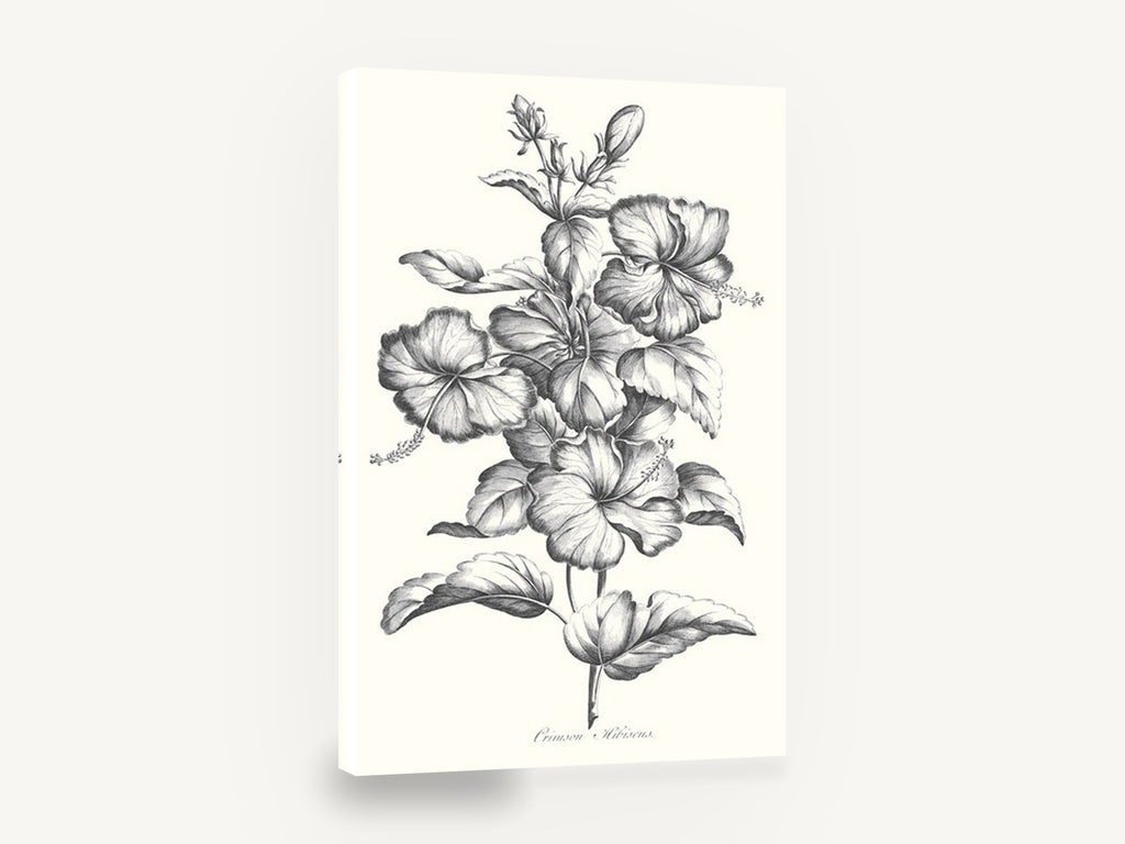 Graphite Hibiscus Study, black and white hibiscus botanical illustration, floral canvas wall art print ready to hang