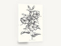 Graphite Hibiscus Study, black and white hibiscus botanical illustration, floral canvas wall art print ready to hang