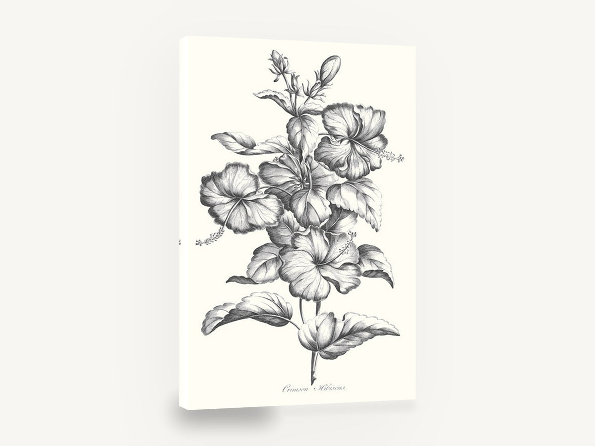 Graphite Hibiscus Study, black and white hibiscus botanical illustration, floral canvas wall art print ready to hang