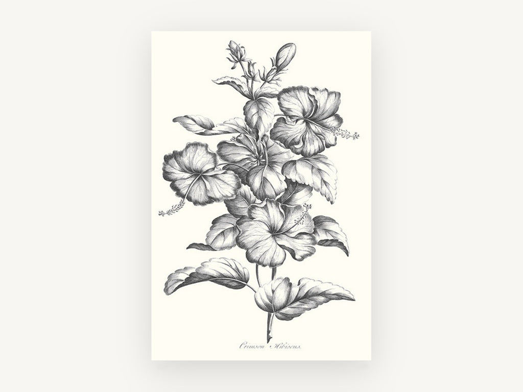 Graphite Hibiscus Study, floral canvas wall art print, front view