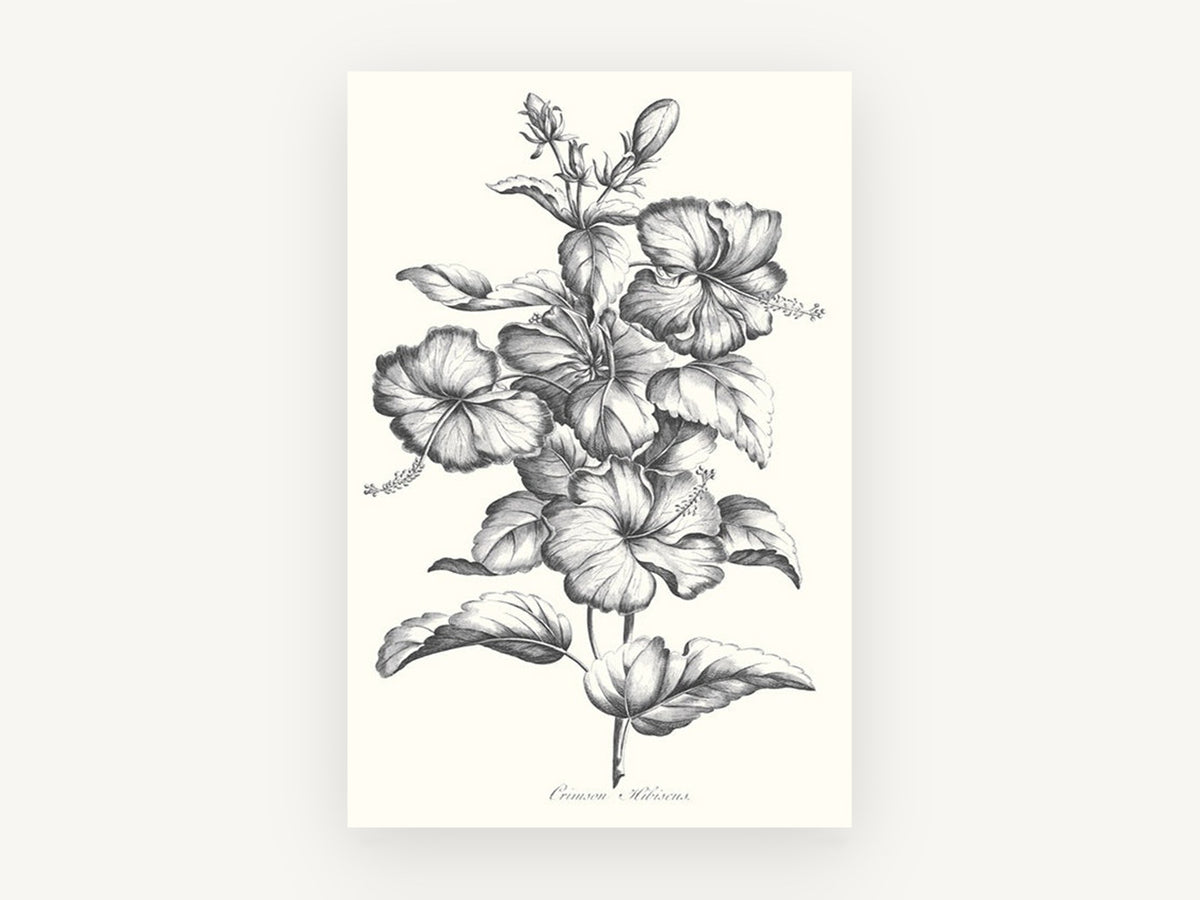 Graphite Hibiscus Study, floral canvas wall art print, front view