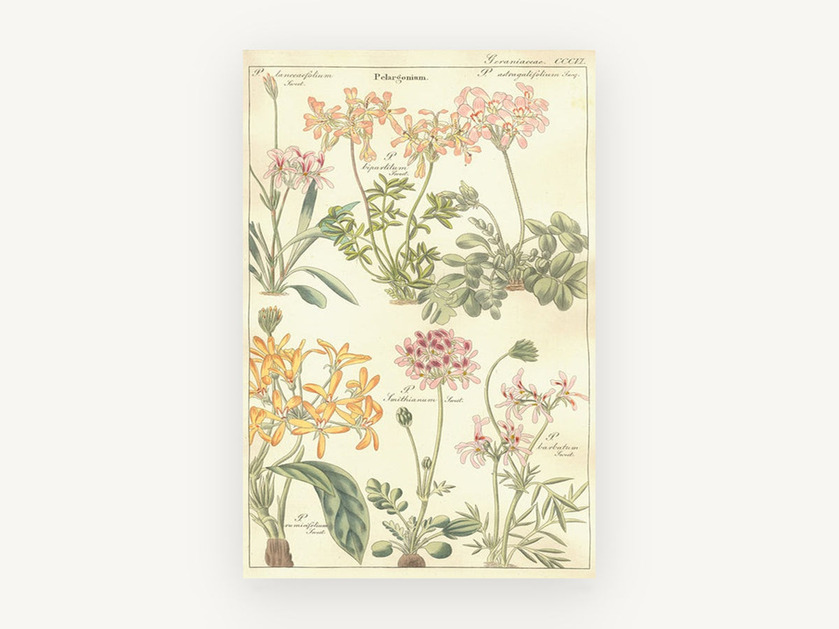 Pelargonium Plate Study, floral canvas wall art print, front view