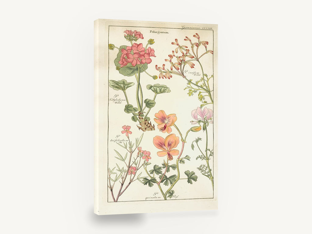 Pelargonium Plate Study, vintage pelargonium botanical illustration, floral canvas wall art print ready to hang