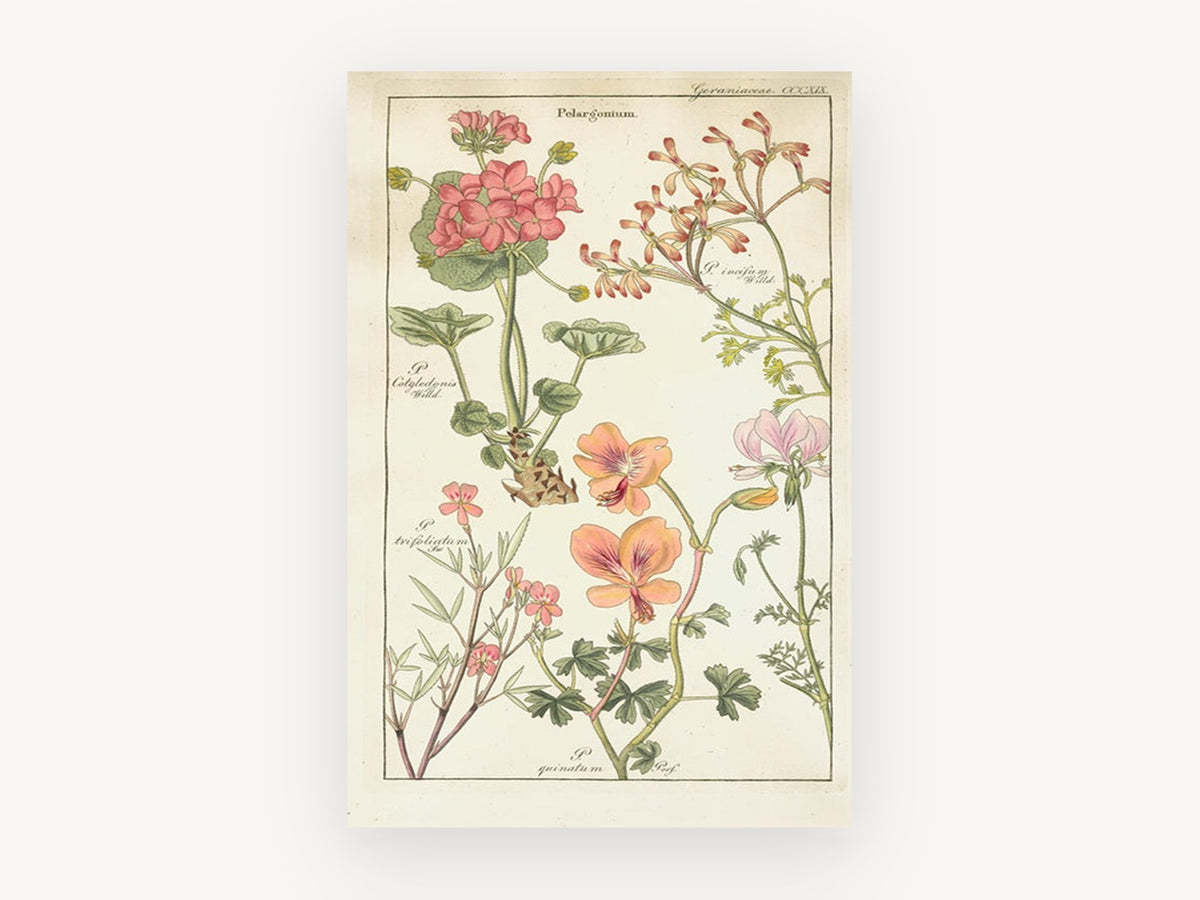 Pelargonium Plate Study, floral canvas wall art print, front view