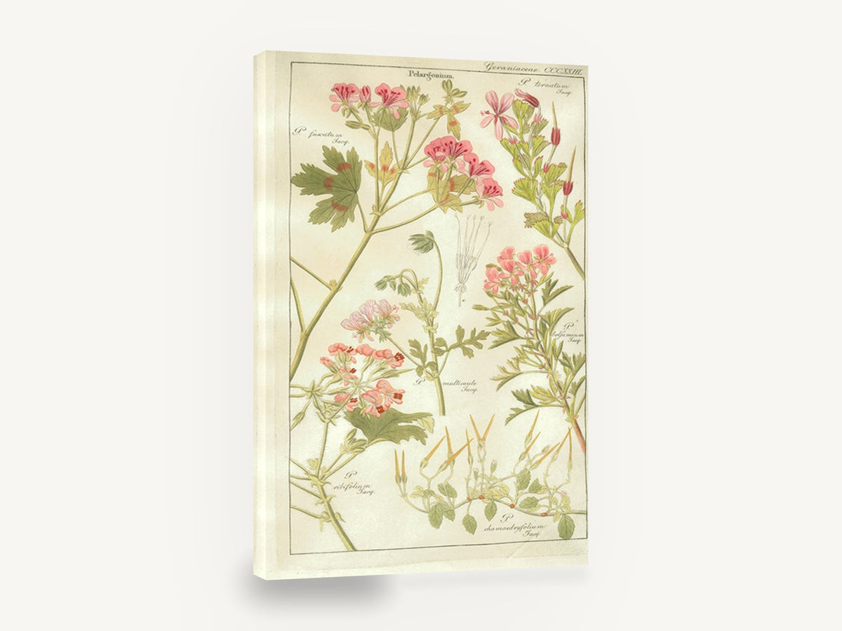 Pelargonium Plate Study, vintage pelargonium botanical illustration, floral canvas wall art print ready to hang
