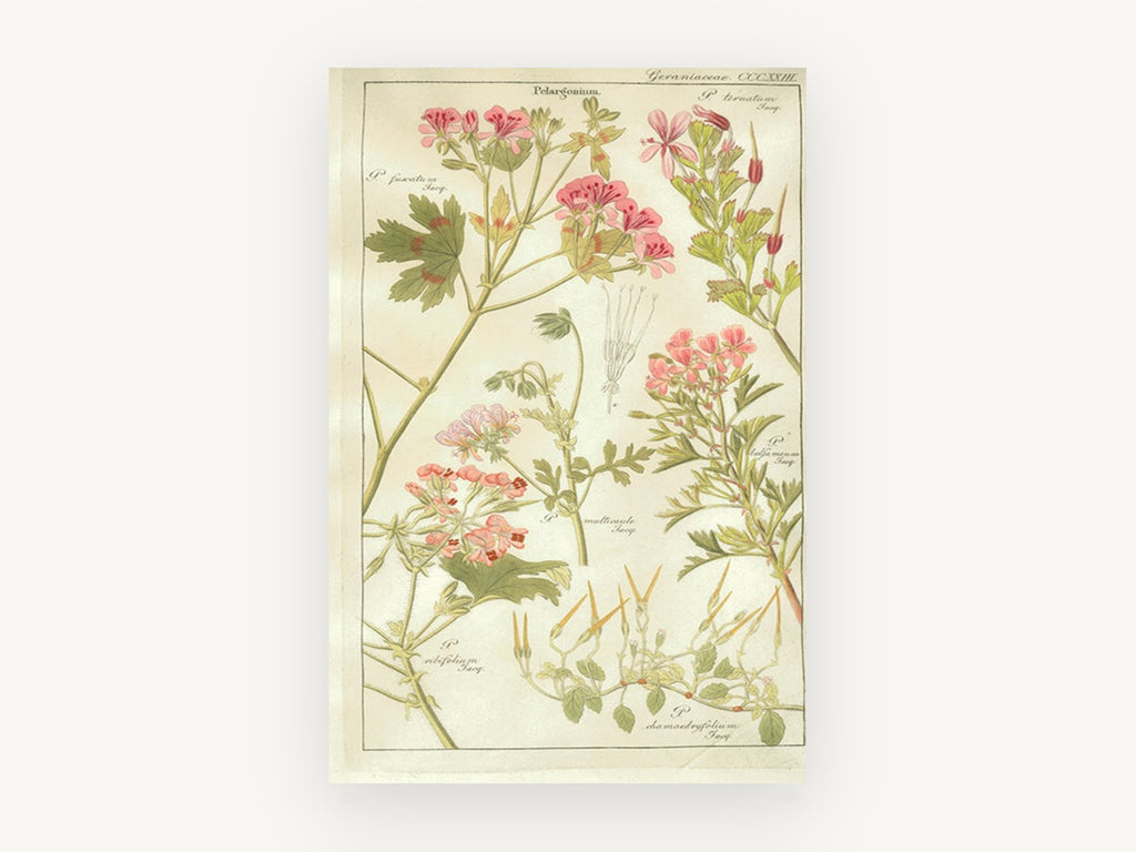 Pelargonium Plate Study, floral canvas wall art print, front view