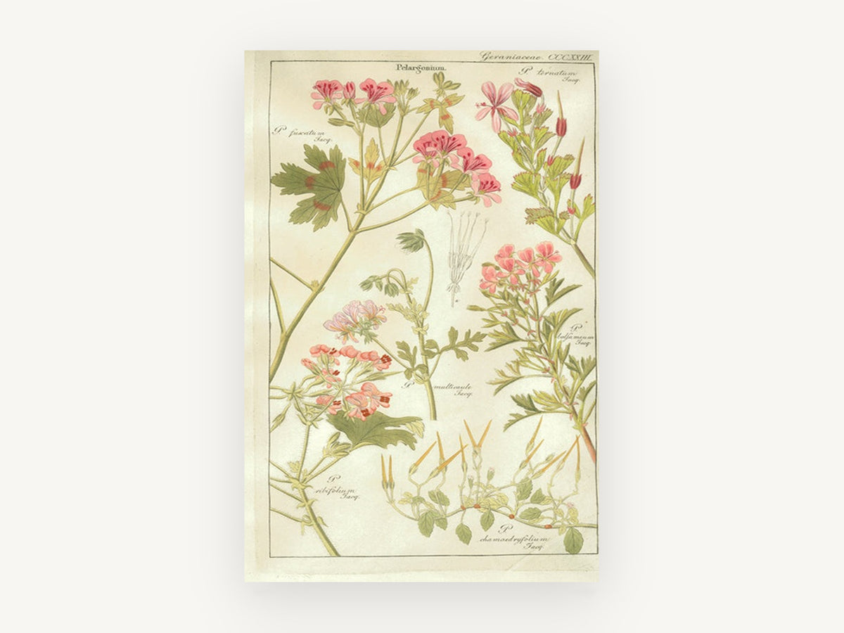 Pelargonium Plate Study, floral canvas wall art print, front view