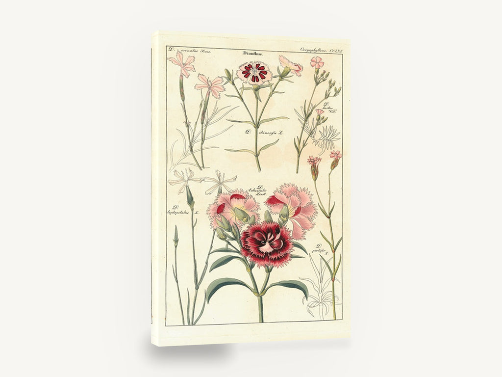 Pink Dianthus Study, pink dianthus botanical illustration, floral canvas wall art print ready to hang