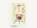 Pink Dianthus Study, pink dianthus botanical illustration, floral canvas wall art print ready to hang