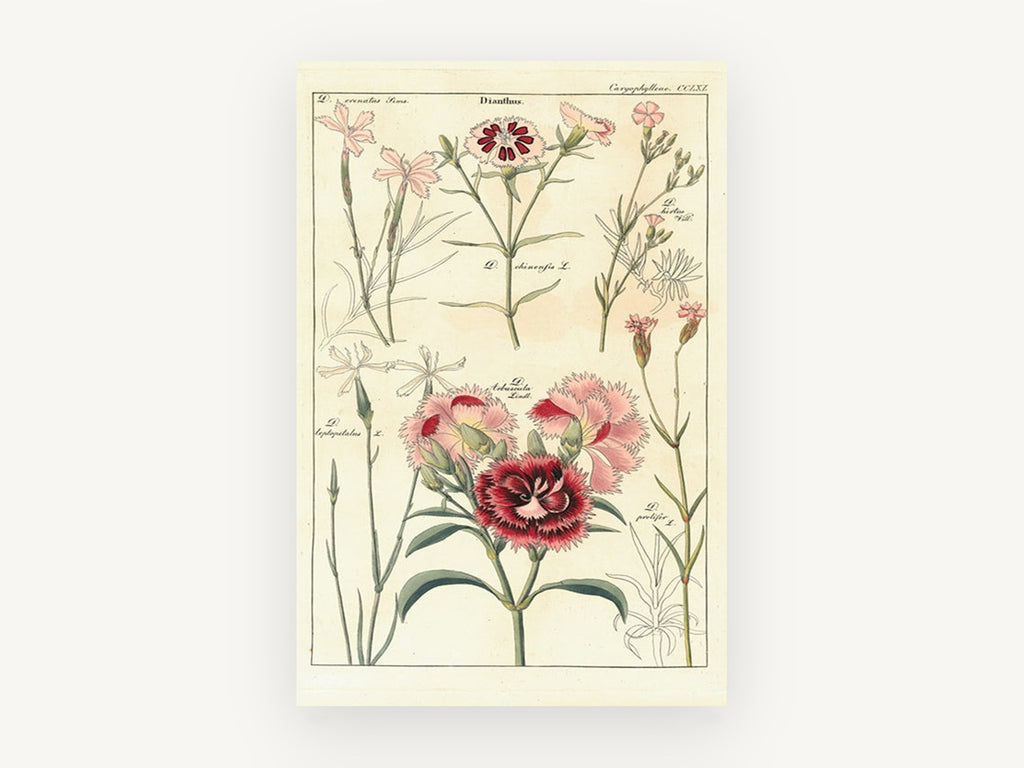 Pink Dianthus Study, floral canvas wall art print, front view