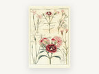 Pink Dianthus Study, floral canvas wall art print, front view