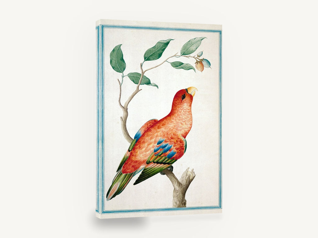 Scarlet Lory on Branch, red lory parrot botanical illustration, animal canvas wall art print ready to hang