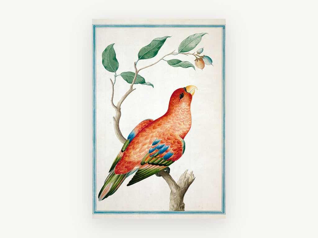 Scarlet Lory on Branch, red lory parrot botanical illustration, animal canvas wall art print, front view