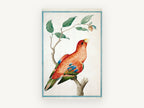 Scarlet Lory on Branch, red lory parrot botanical illustration, animal canvas wall art print, front view