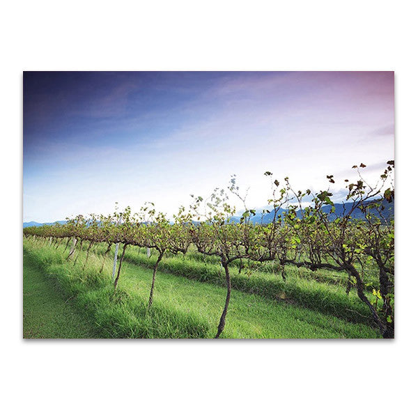 Queensland Lavender Farm Wall Art Print