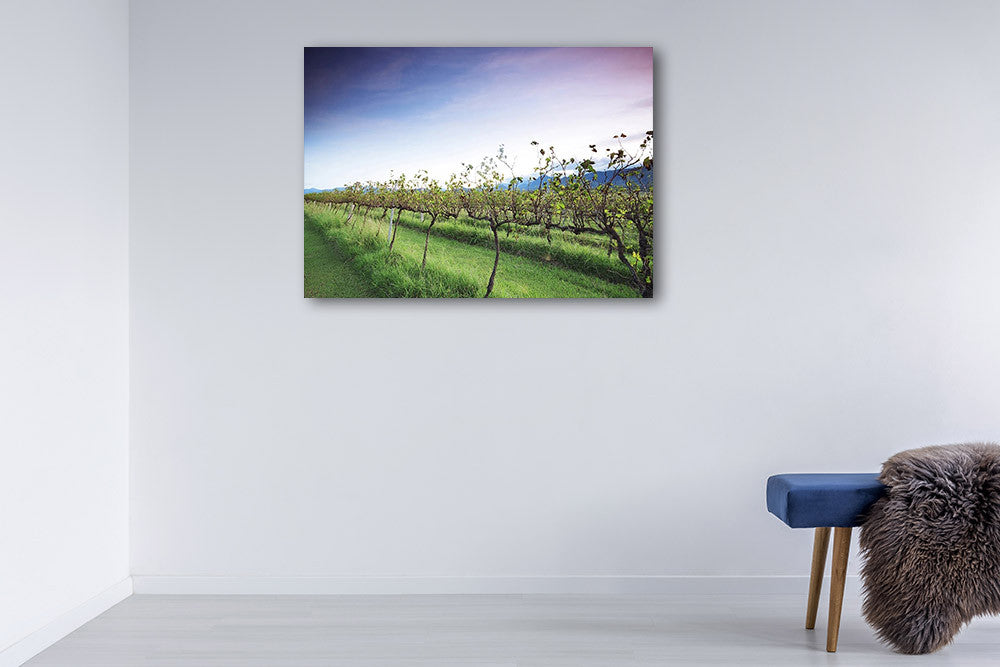 Queensland Lavender Farm Wall Art Print on the wall