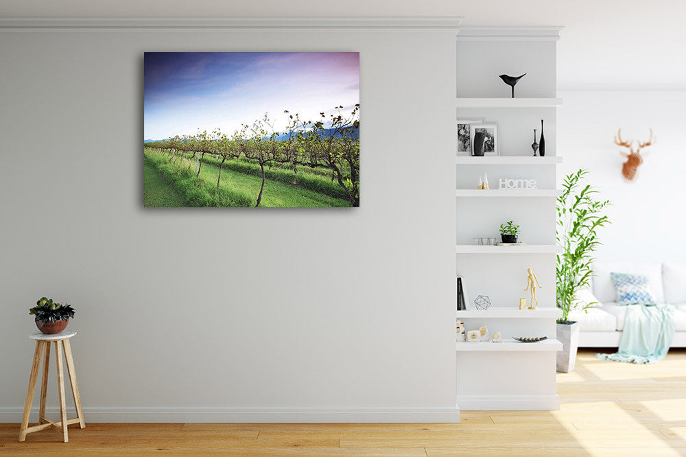 Queensland Lavender Farm Wall Art Print on the wall