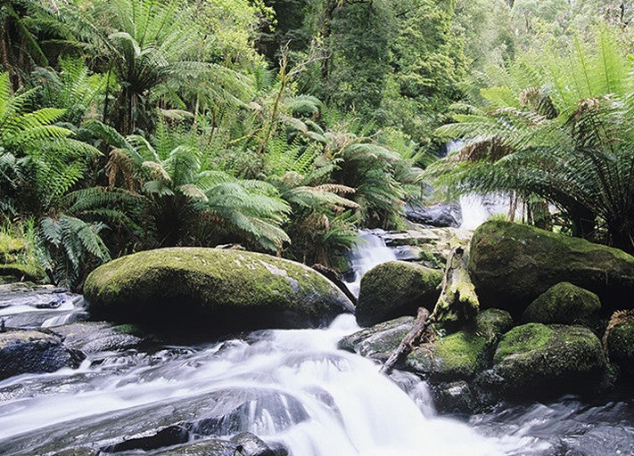 Rainforest Queensland Australia Wall Print