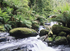 Rainforest Queensland Australia Wall Print