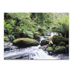 Rainforest Queensland Australia Wall Print