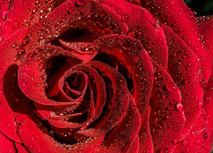 Red Rose Wall Art Print 