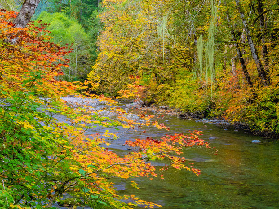 River IV Wall Art Print 