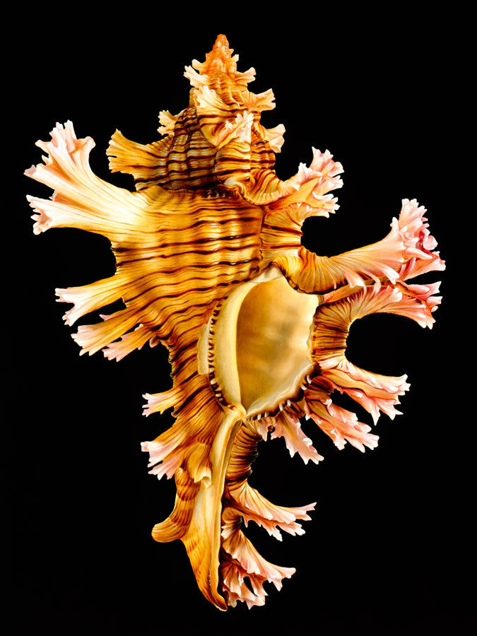 Rose Branch Murex Wall Art Print