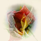 Rose Wall Art Print