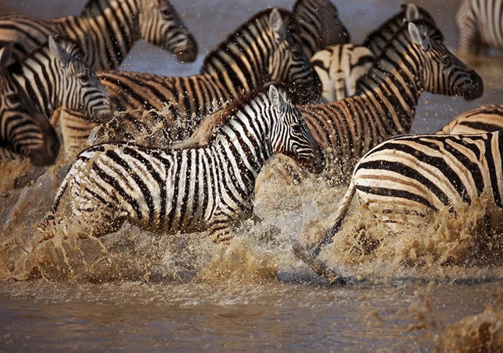 Running Zebras Wall Art Print