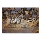 Running Zebras Wall Art Print