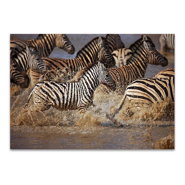 Running Zebras Wall Art Print