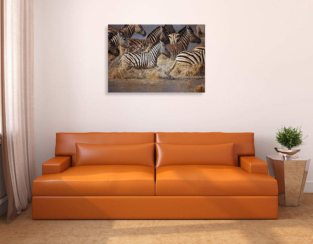 Running Zebras Wall Art Print on the wall
