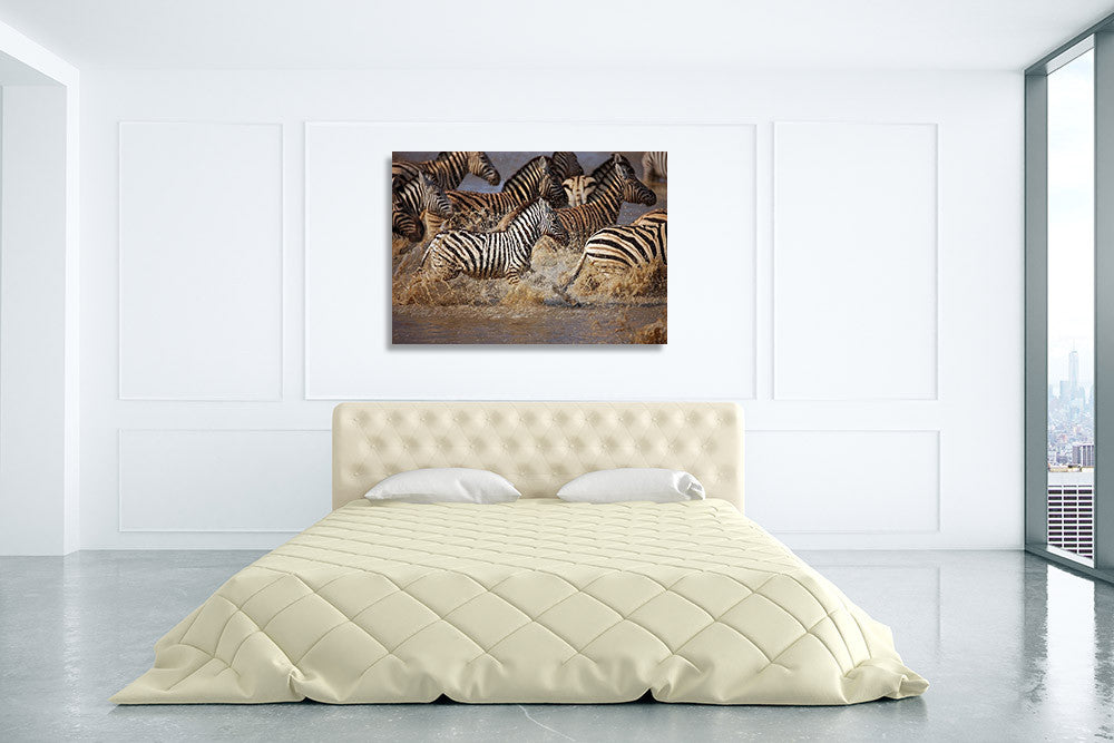 Running Zebras Wall Art Print on the wall