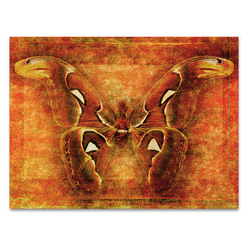 Attacus Atlas Moth Wall Art Print