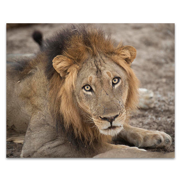 Eyes of a Lion Wall Art Print